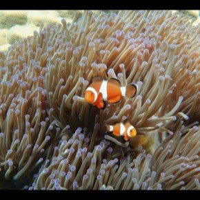 Petit tour dans le monde de Nemo