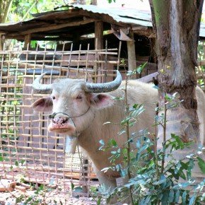 Retraite bucolique à Muang Ngoi Retraite bucolique à Muang Ngoi