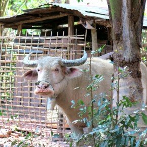 Retraite bucolique à Muang Ngoi